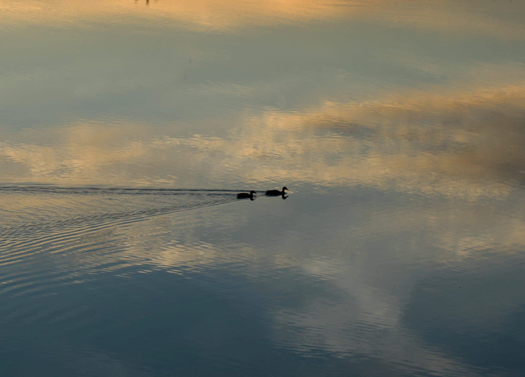 Duckys