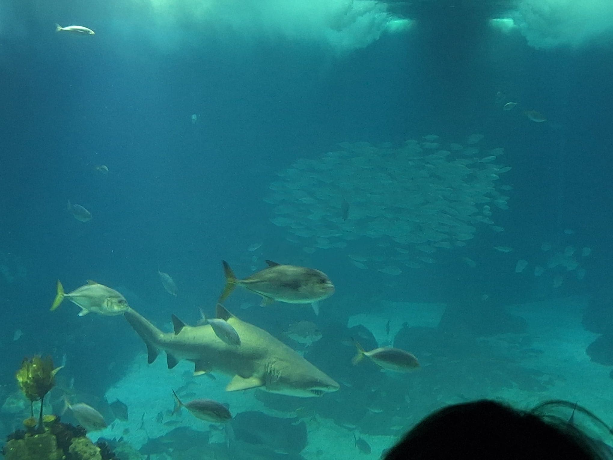 Swim with the sharks